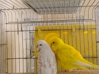 Damızlık yerli albino lutino hazır takım ve tek dişi kuşlar