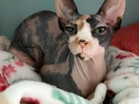Sfenks Tortie Ve Pembe Renk Orjinal Yavrularımız