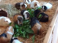 Guineapig Yavrular Aynı Gün Set Halinde Teslim Edilir