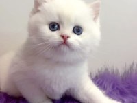 Biricik Mavi Göz Ns1133 British Shorthair