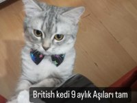 10 aylık british shorthair gümüş renkli kedim