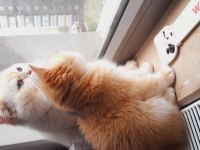 British shorthair kaliteli yavrular