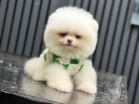Yavru Pomeranian Boolarımız