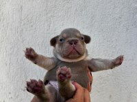 YUMUŞACIK TÜYLER YUMUŞACIK FRENCH BULLDOG PATİLER