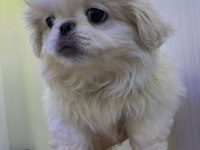 PEKİNEZ KÖPEĞİ YAVRULAR