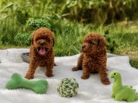 Üretim belgeli wc eğitimli ruhsatlı toy poodle