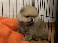 2 AYLIK ORJİNAL POMERANİAN BOO