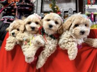 0 NUMARA MALTİPOO BEBEKLERİMİZ