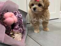 Kg Garantili Kore Maltipoo Yavrular