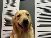 Golden Retriever Aşırı Sevimli