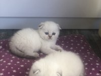 Ev ortamın da büyütülmüş british shorthair pofidikler