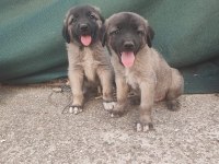Kangal erkek bebekler