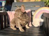 New Shade Anatomi Harikası French Bulldog Yavrular