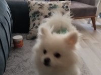 10 aylık erkek 2 buçuk kg pomeranian