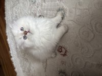 2 aylık british longhair yavrum