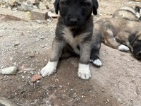 Kangal Yavrusu Davara Ve Korumaya Uygun
