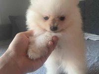 Dişi erkek pomeranian