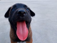 2 Aylık Erkek Belçika Kurdu Yavrular Anne Baba Üst Kalite