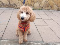 ERKEK POODLE 10 NİSAN DOĞUMLU
