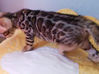 WCF show class bengal kedisi bebekler