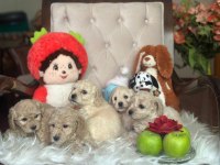 WC EĞİTİMLİ TOY POODLE YAVRULR ANKARA MAĞZAMZDA GÖRÜN