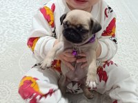 Yavru pug köpeği dişi 2 aylık