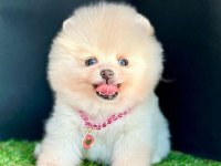 Sevimli Pomeranian Boo Yavrularımız