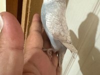29 GÜNLÜK KUSURSUZ MUHABBET KUŞU BEBEK