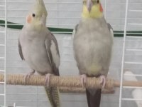 Erkeği Evcil Olan Takım Sultan Papağanı