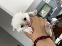 Yavru scottish fold sahiplendirme