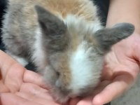 Hollanda Lop Tavşanı