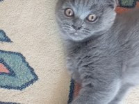Scottish fold yavru