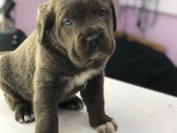 SAFKAN CANE CORSO YAVRULARI