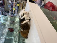 GİNEPİG YAVRULARI CİTYPETSHOP