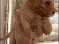 Maltipoo yavrularımıza yuva arıyoruz