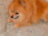 Ev ortamına alışkın çocuklarla arası çok iyi dişi pomeranian