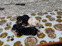 Sıfır boy orjinal saf kan PINSCHER yavrularımız
