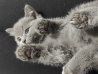 British shorthair biricik kızımız sahiplendirilecektir