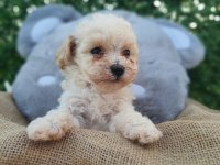 F1 SÜPER KALİTE MALTİPOO DİŞİ