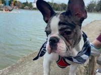 6 aylı merly Erkek French bulldog sahiplendirilecektir