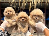 Maltipoo yavrularımız