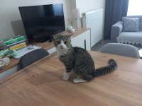 Ücretsiz sahiplendirilecek kedimiz