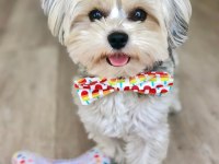 Yorkshire terrier eğitimli