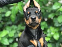 HARİKA DİŞİ DOBERMAN BEBEKLER