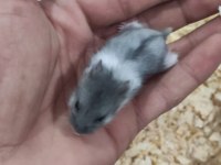 Ele alışkın gonzales hamster yavruları