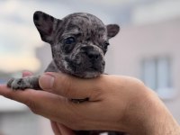 French bulldog yavrularımız ırk garantilidir