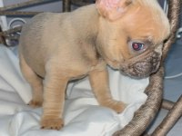 RENGARENK MİCRO FRENCH BULLDOG BEBEKLER