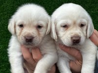 Şampanya labrador jelibonlar