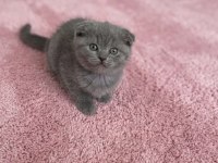 Scottish Fold Minnoşum