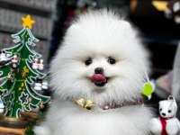 Pomeranian boo yavrular